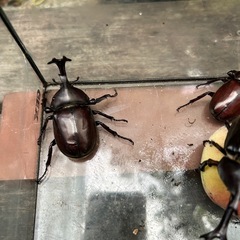 カブトムシ/クワガタ　10匹 の画像
