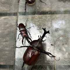 カブトムシ/クワガタ　10匹 の画像