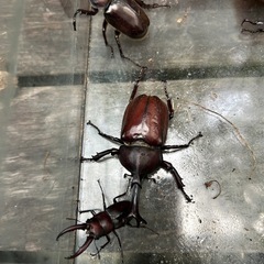 カブトムシ/クワガタ　10匹 の画像