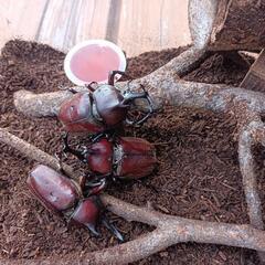 カブトムシ　ペアの画像