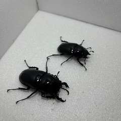 ②タランドゥスオオツヤクワガタペアの画像
