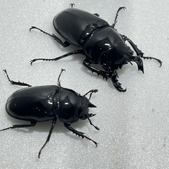 ②タランドゥスオオツヤクワガタペアの画像