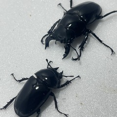 ②タランドゥスオオツヤクワガタペアの画像