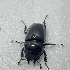 ②タランドゥスオオツヤクワガタペアの画像