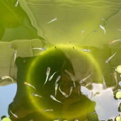 花魁メダカの画像