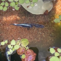 花魁メダカの画像