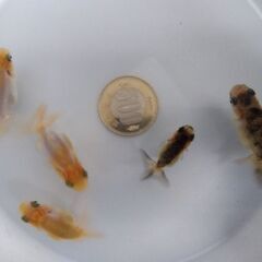 色変わり中！ らんちゅう当歳魚！の画像