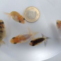 色変わり中！ らんちゅう当歳魚！の画像