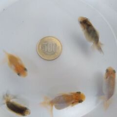 色変わり中！ らんちゅう当歳魚！の画像