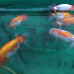 色変わり中！ らんちゅう当歳魚！の画像