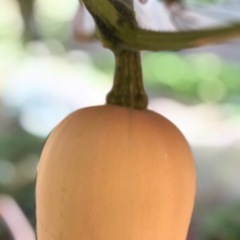 バターナッツカボチャ（スープ用）の画像