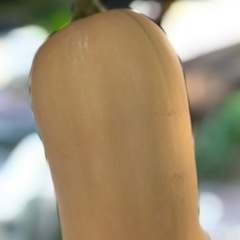 バターナッツカボチャ（スープ用）の画像