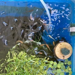 紅帝と楊貴妃mixメダカ幼魚の画像