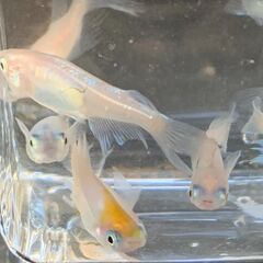 【お譲り決定】メダカ　ヒレ長入りミックス　昨年秋生まれの成魚２０匹　１０００円の画像