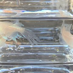 【お譲り決定】メダカ　ヒレ長入りミックス　昨年秋生まれの成魚２０匹　１０００円の画像