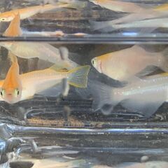 【お譲り決定】メダカ　ヒレ長入りミックス　昨年秋生まれの成魚２０匹　１０００円の画像