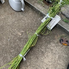 藤の枝　ひと束
の画像