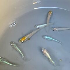 【お譲り決定】メダカ　ヒレ長入りミックス　昨年秋生まれの成魚２０匹　１０００円の画像