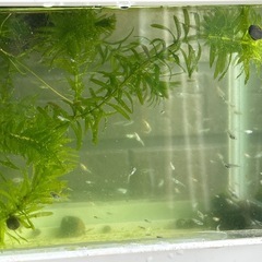 《決定》めだか 針子〜稚魚。の画像