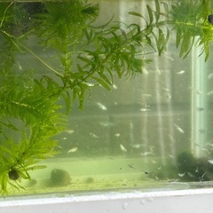 《決定》めだか 針子〜稚魚。の画像