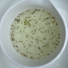 《決定》めだか 針子〜稚魚。の画像