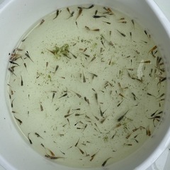 《決定》めだか 針子〜稚魚。の画像