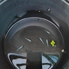 ②　幹之メダカ　みゆき　メダカ　幼魚　１匹〜の画像