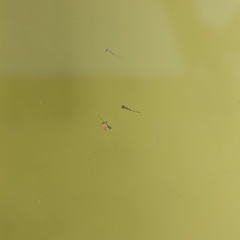 琥珀ラメメダカ　針子20匹＋αの画像