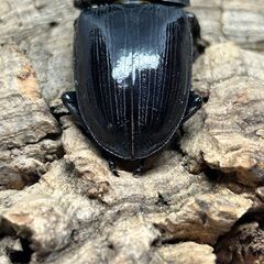 【配送可】　国産オオクワガタ 能勢YG　♀53㎜（YG24115 ）の画像