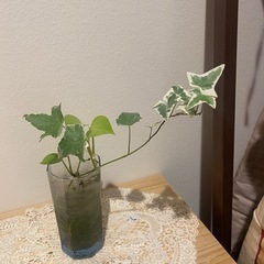 アイビー　ヘデラ　寄せ植えに、お庭のグランドカバーや花壇にの画像