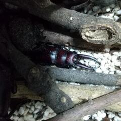 【無料】カブトムシとノコギリワクガタ雄×1   の画像