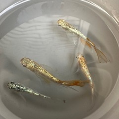 メダカ【不知火】②ペア(ENNMAメダカ様血統)の画像