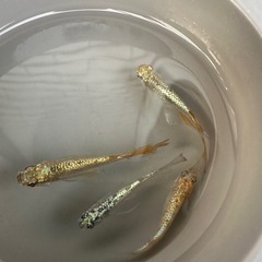 メダカ【不知火】②ペア(ENNMAメダカ様血統)の画像