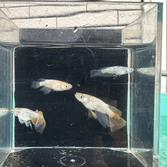 メダカ【不知火】②ペア(ENNMAメダカ様血統)の画像