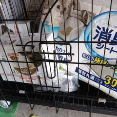 キャットゲージ、爪研ぎ、トイレなどの画像
