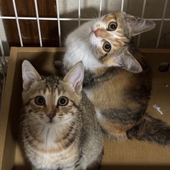 仔猫保護しました。里親さん募集！！