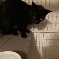 1歳弱の女の子の黒猫