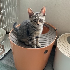 目薬、爪切り　何でも大丈夫‼️お利口さん子猫女子❣️