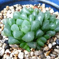 【多肉】　ハオルチア　鉢３個　苗の画像