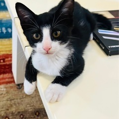 やんちゃ盛りの生後2ヶ月の男の子🐱