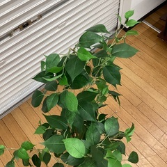 【トレファクマーケット久喜店】フェイクグリーンの画像