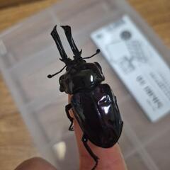 (お話し中)ニジイロクワガタの画像