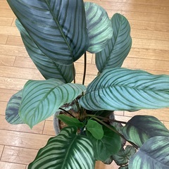 【トレファクマーケット久喜店】フェイクグリーンの画像