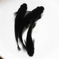 オロチメダカ 1匹150円の画像