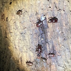 採集したカブトムシ・ノコギリクワガタを無理にて差し上げます　[2]の画像