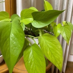 観葉植物  ライムポトスの画像
