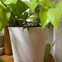 観葉植物  ライムポトスの画像