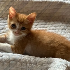可愛い子猫達が譲渡会で待ってます