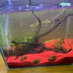 ベルベットブルーシュリンプ+水槽+赤色砂+溶岩石+水草（アヌビアス・ナナ）+水草の画像