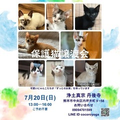 可愛い子猫達が譲渡会で待ってます